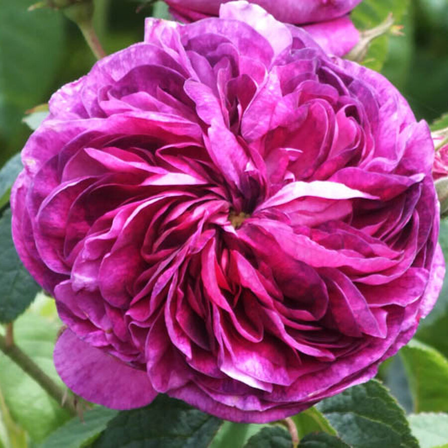 Rosa Charles de Mills2 Optimized