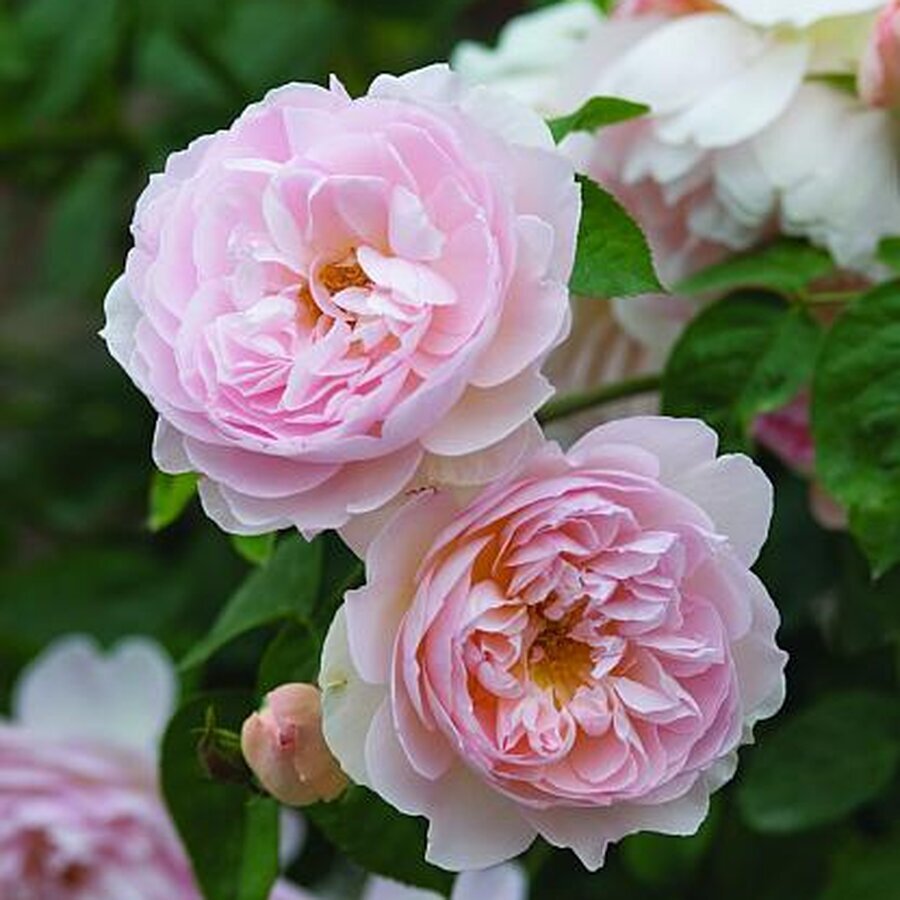 Rosa Gentle Hermione Ausrumba DA