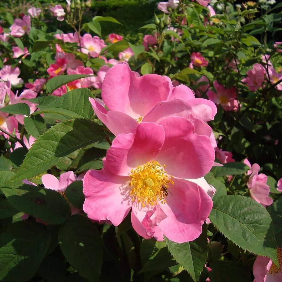 Rosa Complicata