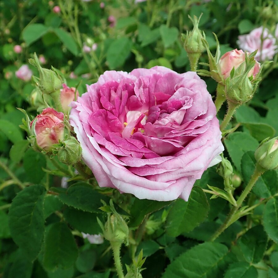 Rosa President de Seze 2019 06 07 1538