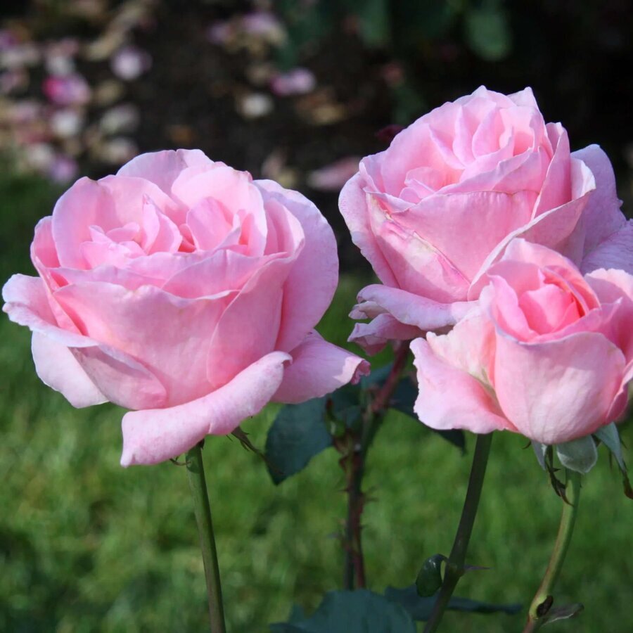 Rosa Queen Elizabeth 202