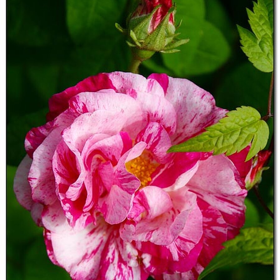 Rosa gallica var officinalisVersicolor061005 2a
