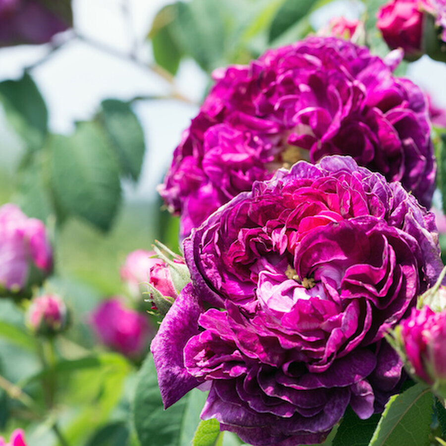Rose Charles de Mills Rose