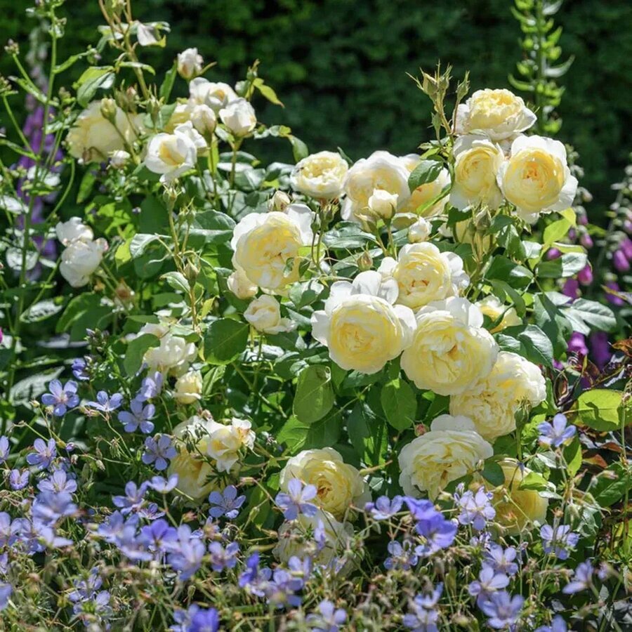 Rose Vanessa Bell 2