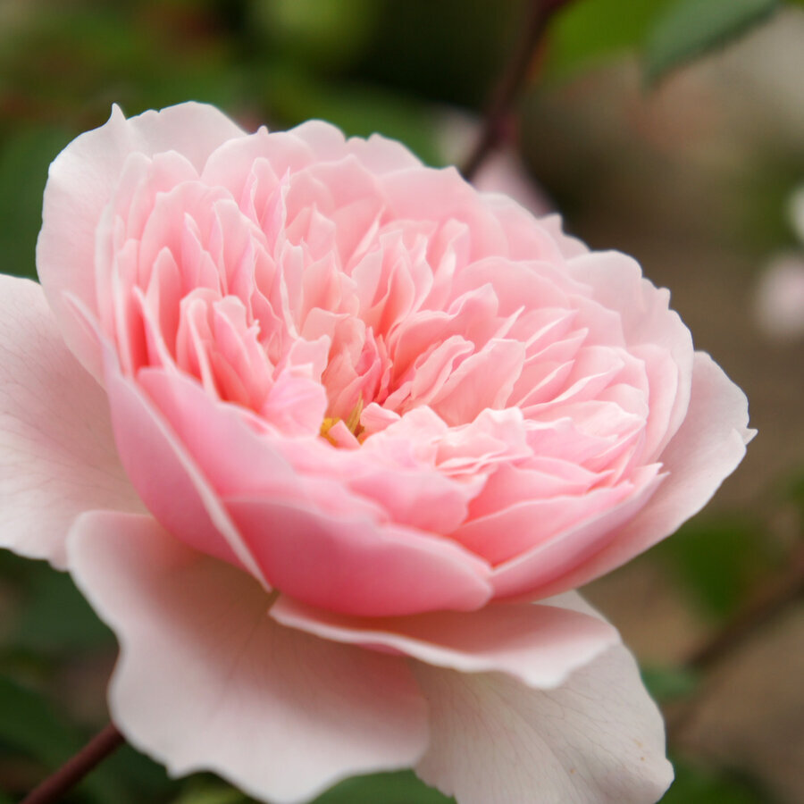 Rose Wisley 2008 バラ ウィズレー2008 5842569056
