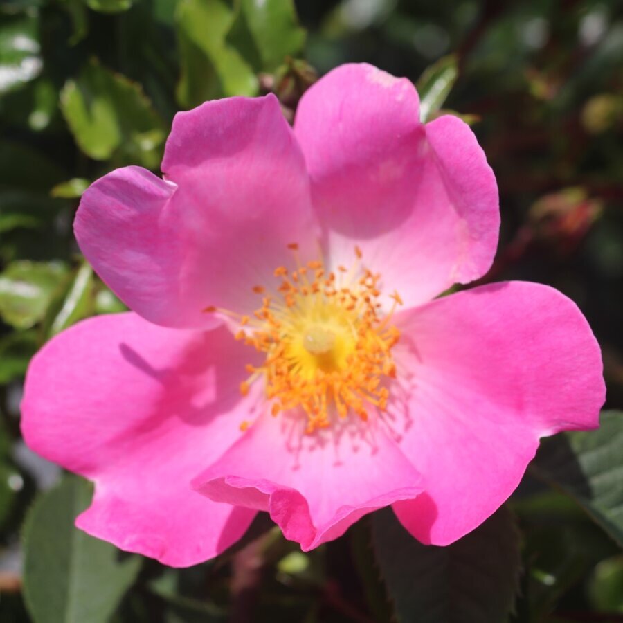 Shrub. Gallica Complicata 2.jpg