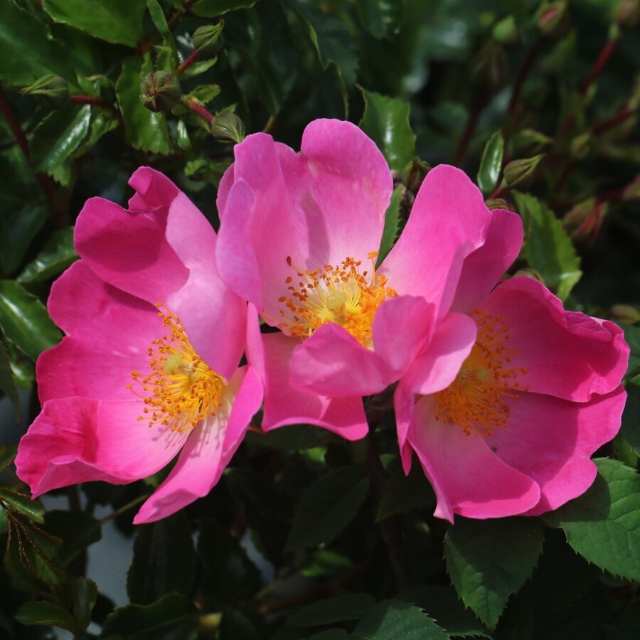 Shrub. Gallica Complicata 6.jpg