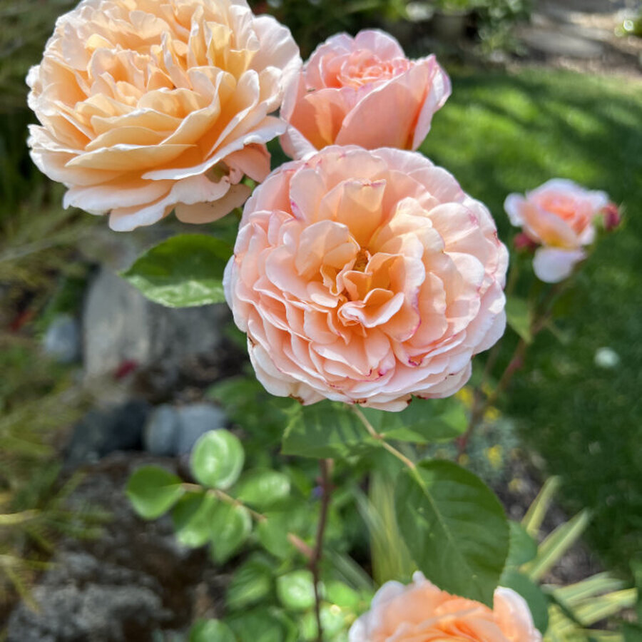 Tamora rosa