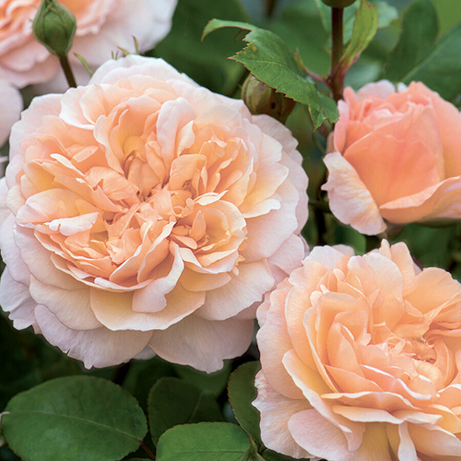 The Lady Gardener RE4C8DE5 for US AND JAPAN ONLY