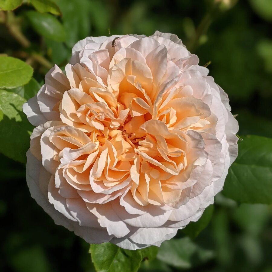 TheLadyGardener