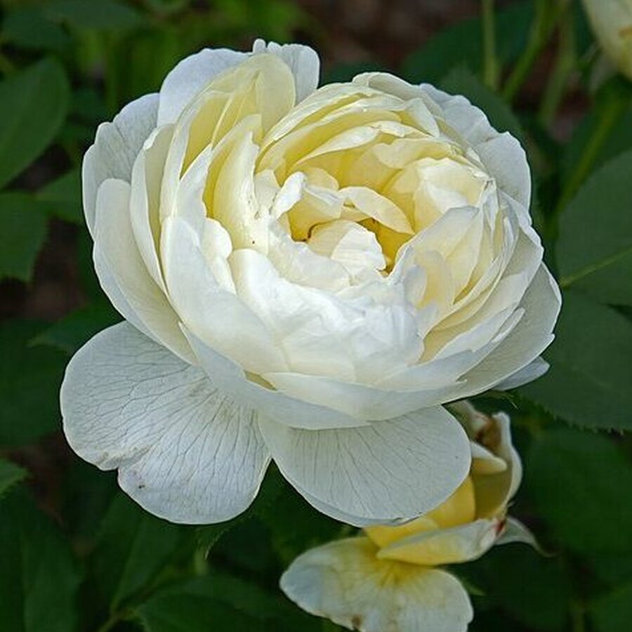 Vanessa Bell Rose close up e1755965872366