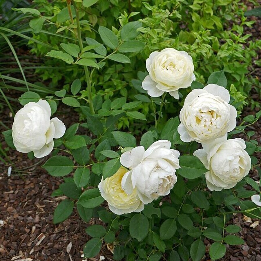 Vanessa Bell Rose e1755965689205