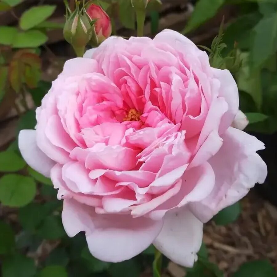 Wife of Bath rose