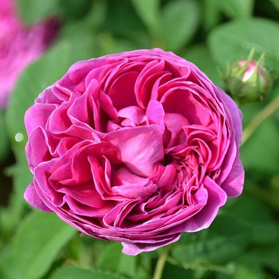 charles de mills rose rosa gallica cv 704242