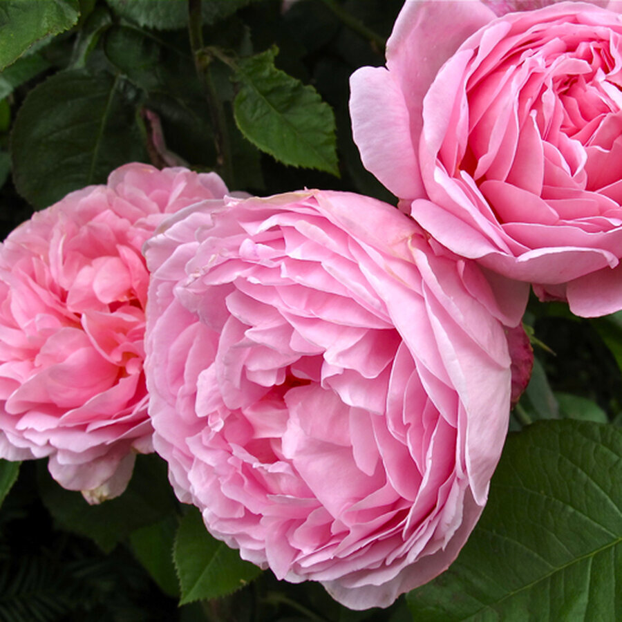 constance spry