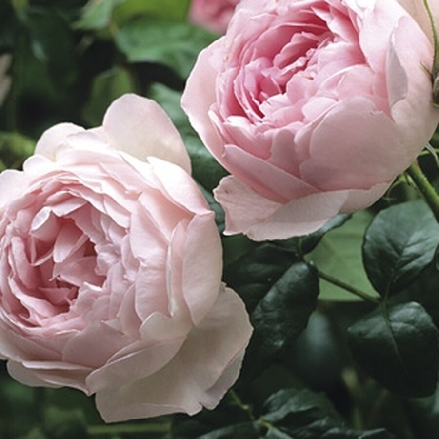 constance spry1