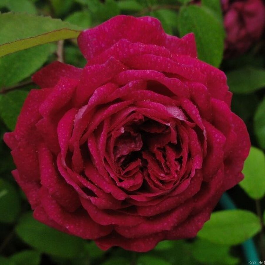 d53f7924bd3788c732fa8a69e2ac21a7