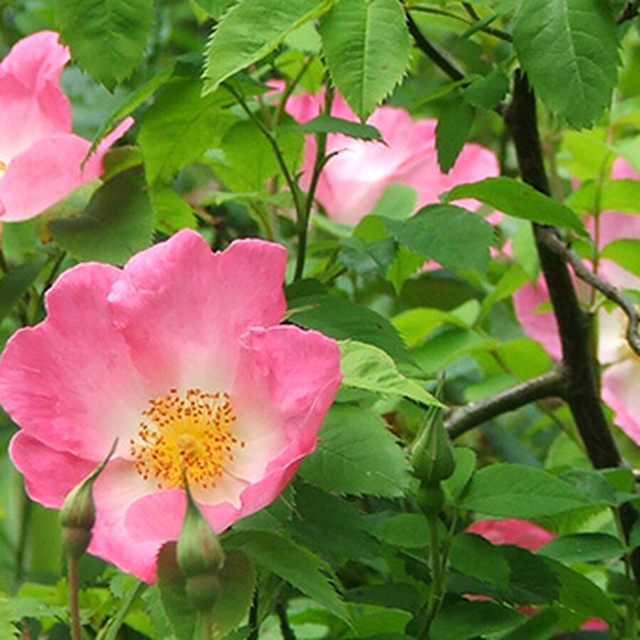 four complicata roses