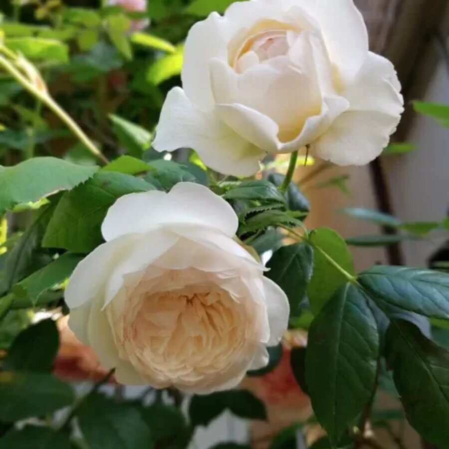 hoa hong Claire Austin rose6