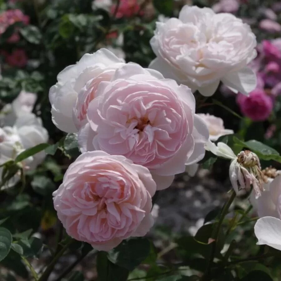 hoa hong Gentle Hermione rose2