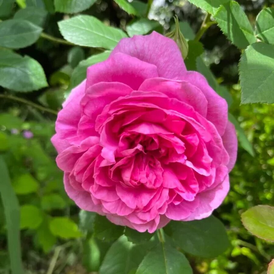 hoa hong Gertrude Jekyll rose11