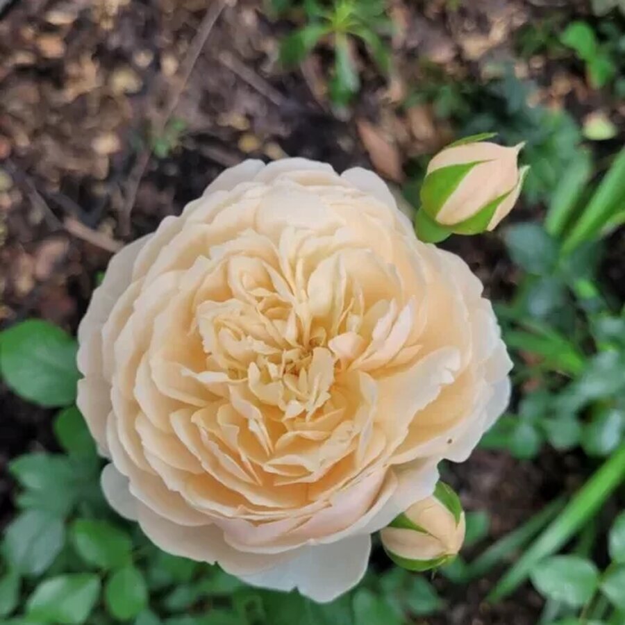 hoa hong Lichfield Angel rose4