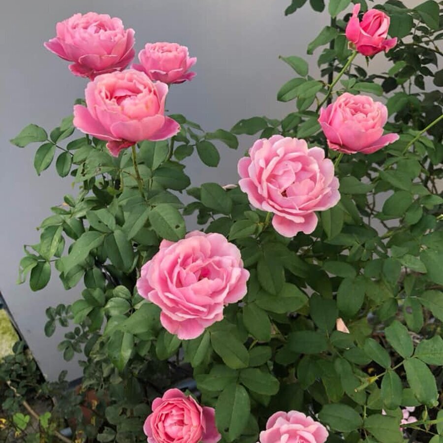 hoa hong Soeur Emmanuelle Rose 4