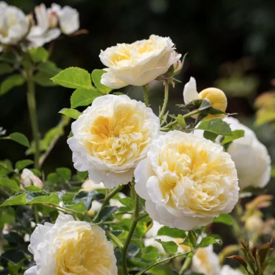 hoa hong The Pilgrim rose4