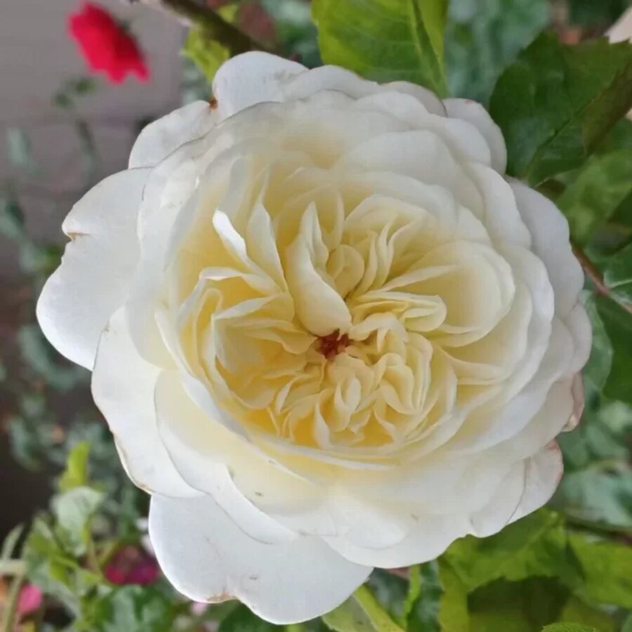 hoa hong Tranquillity rose7