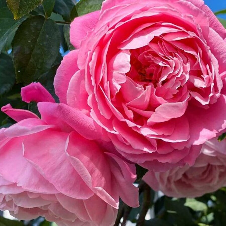 hoa hong leo souer emmannuelle rose 5 231022064412 624x468 1
