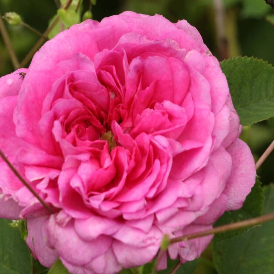 images 1