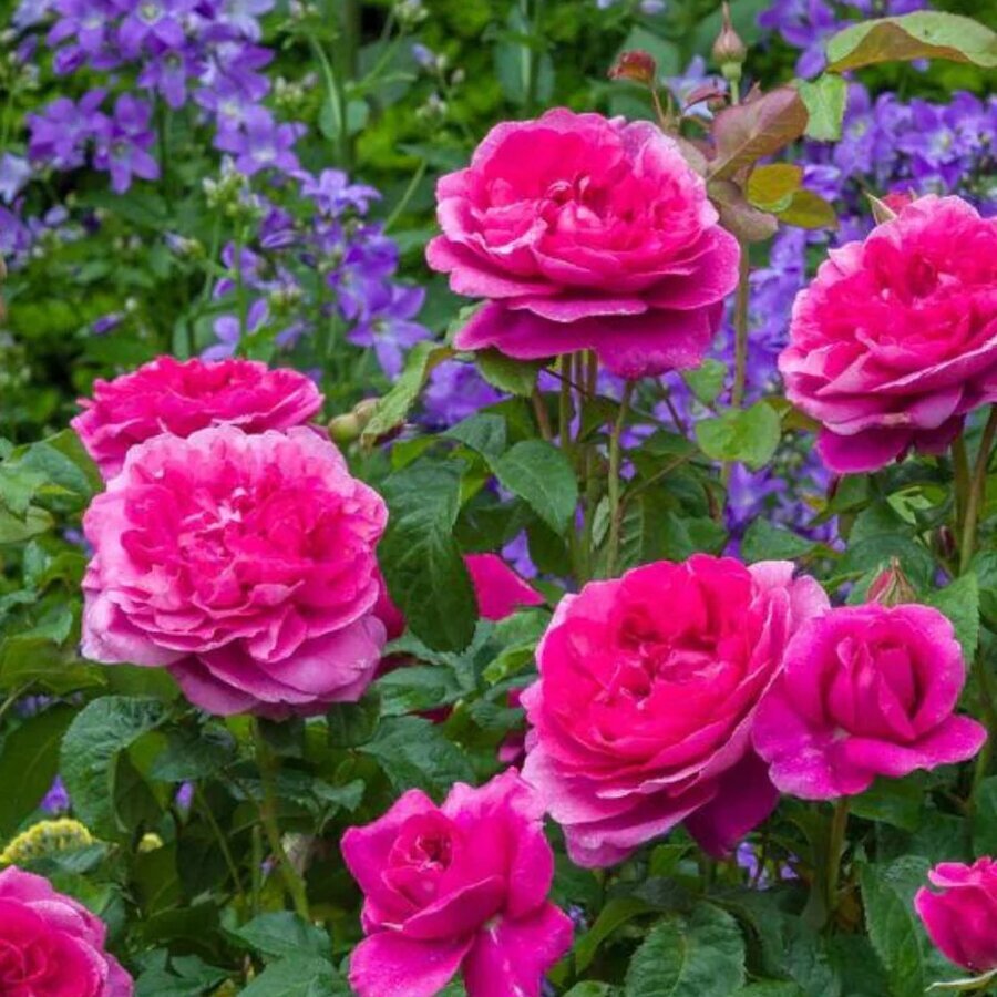 james l austin rose potted