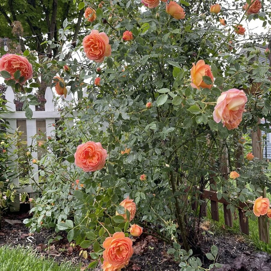 lady gardener v0 v58anrvaiy5d1