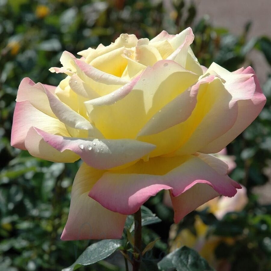 peace bush rose p916 3115 image