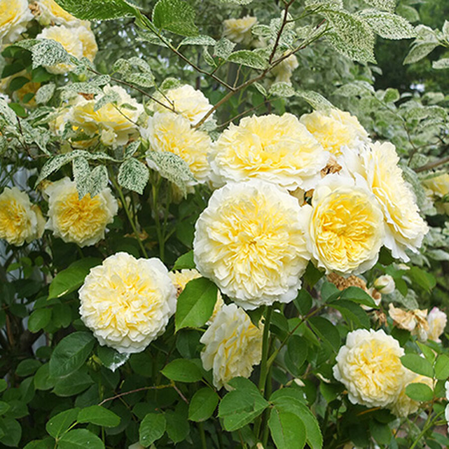 pilgrim lots rose