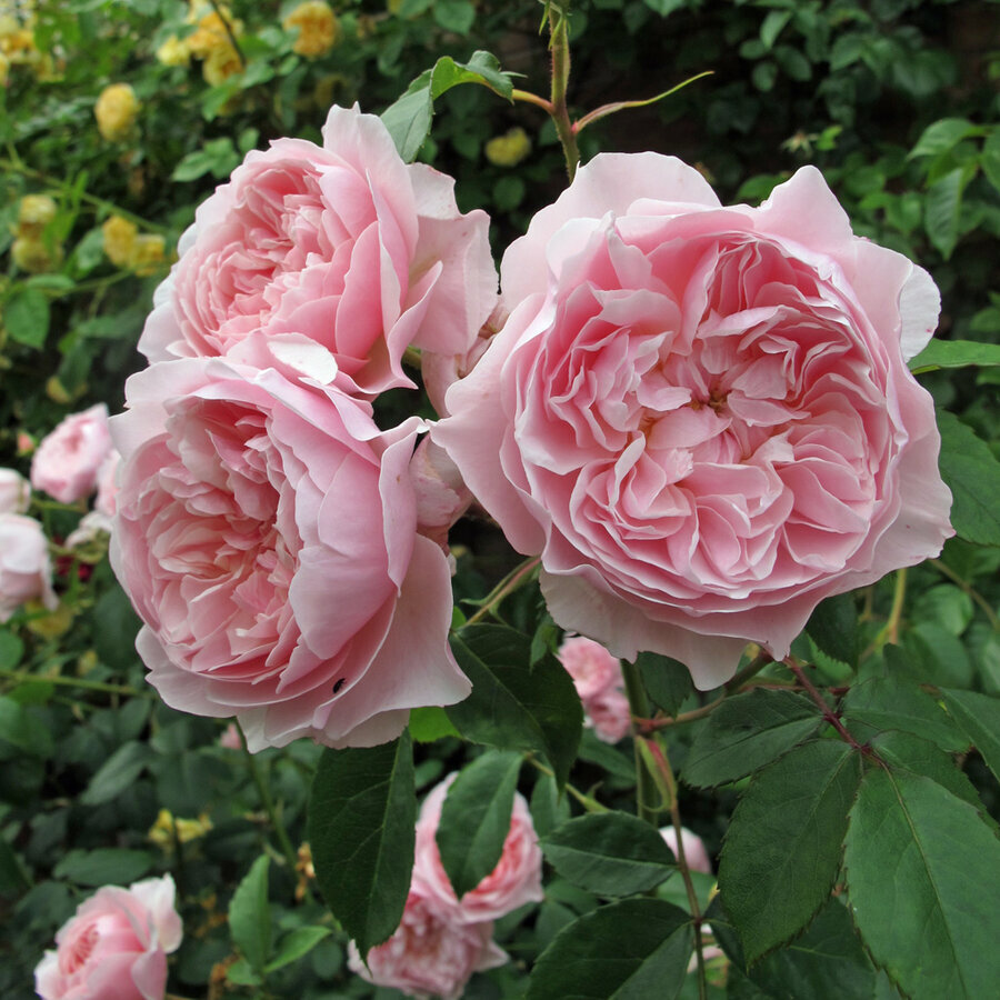 rosa wisley 2008