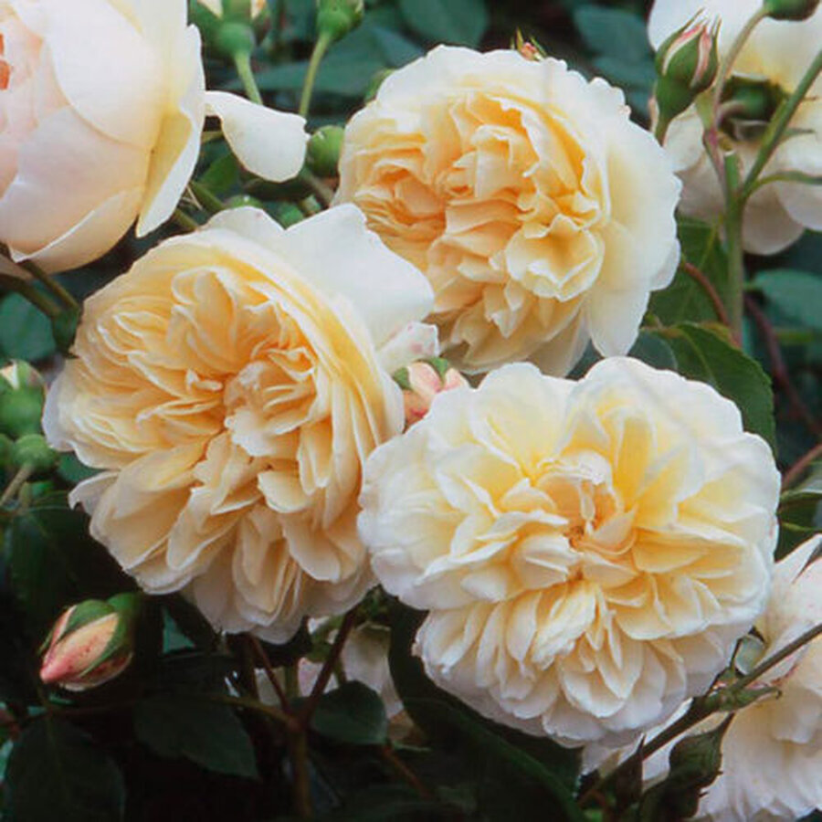 rosa lichfield angel david austin roses lg main 500x500 1