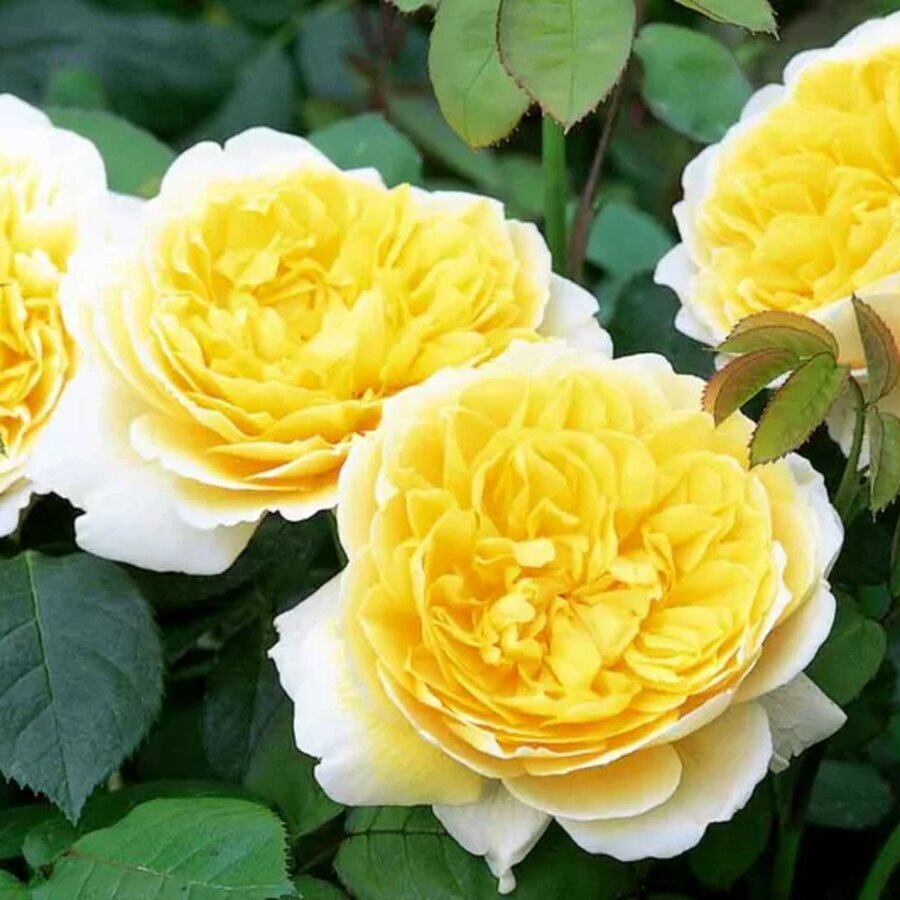 rose charlotte auspoly 538x533 1