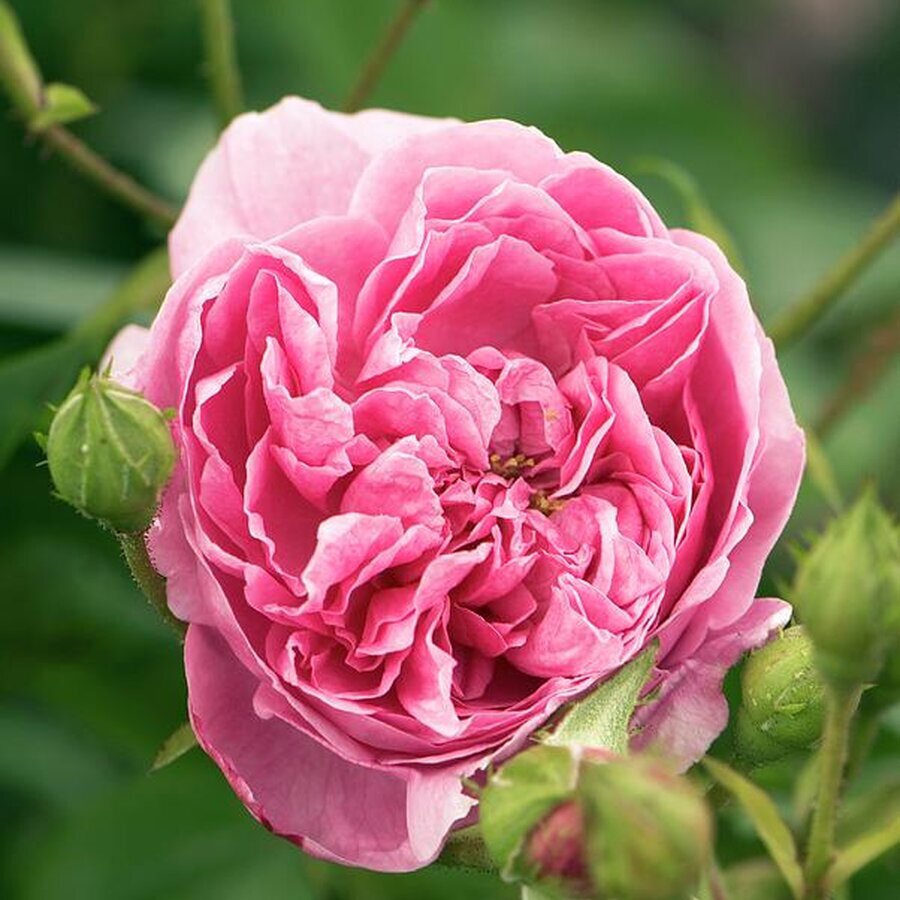 rose rosa harlow carr flower adrian thomas