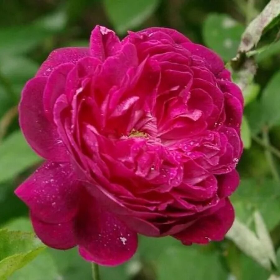 rose rose antiche beau narcisse nit 11038