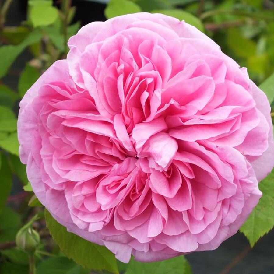 rose gertrude jekyll resized 1