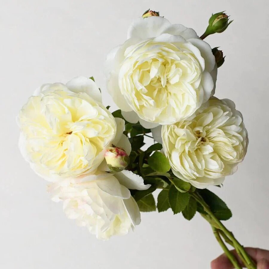 tranquility potted tree rose