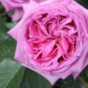 Hoa hồng Lafont Rose tuyệt phẩm hồng Pháp
