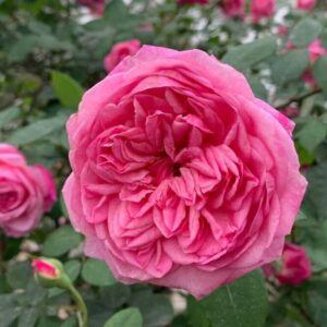 1 hoa hong co sapa 1000x666 1