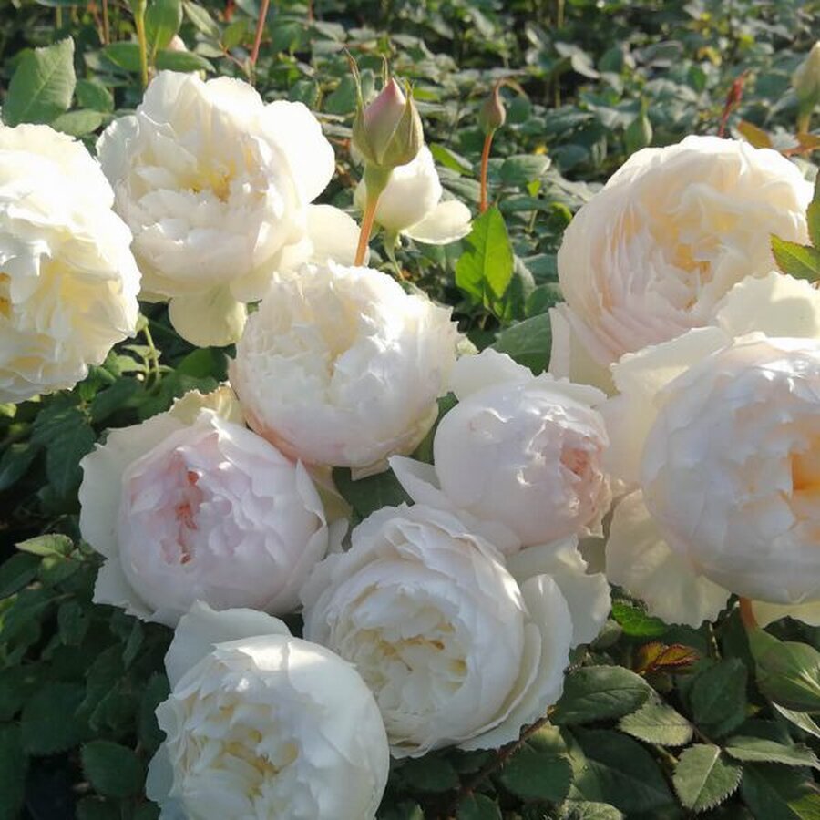Hoa hồng Shizuku rose màu trắng tuyết