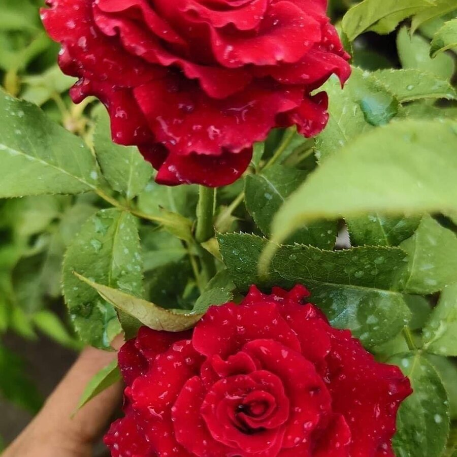 Hoa hồng Red Baccara loài hồng Anh Quốc đầy hương sắc