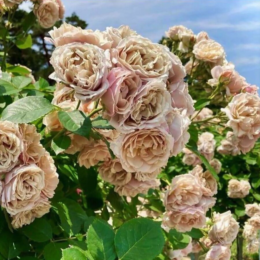 Hoa hồng Iori rose