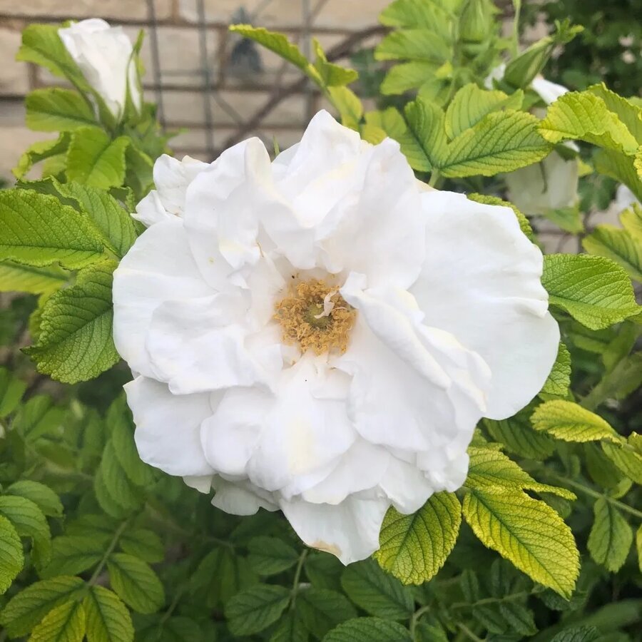 Hoa hồng Blanc Double De Coubert