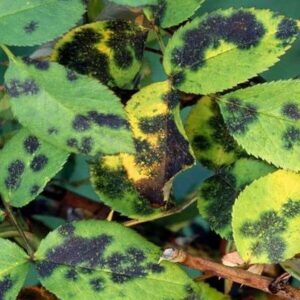 20220519 gemAfuqu4RUu5ZDOjRtQu0z7