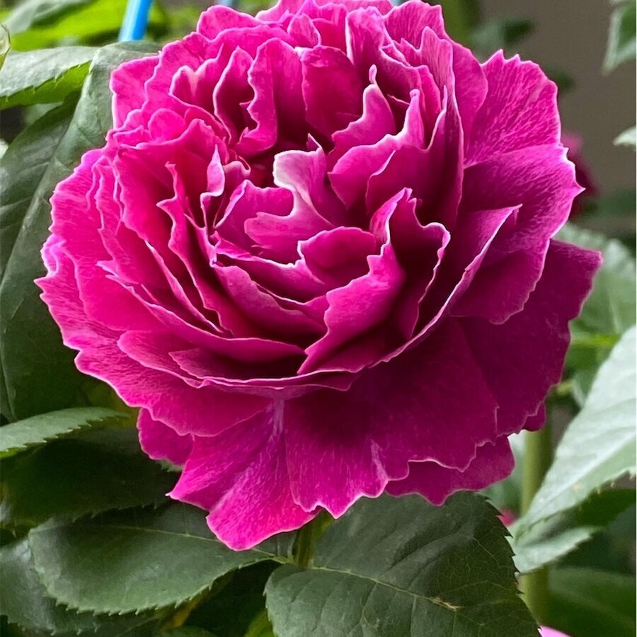 Hoa hồng Ramukan rose